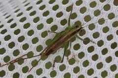 Conocephalus spartinae