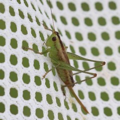 Conocephalus spartinae