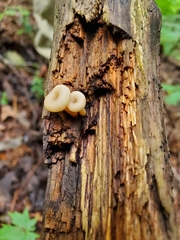 Lentinellus subaustralis