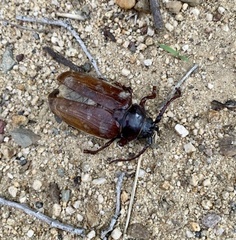 Prionus californicus