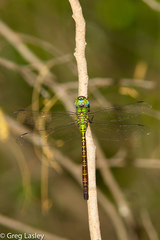 Coryphaeschna adnexa
