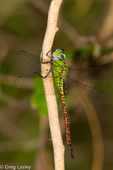 Coryphaeschna adnexa