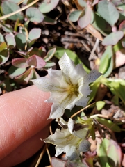 Gentiana newberryi tiogana