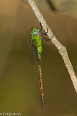 Coryphaeschna adnexa