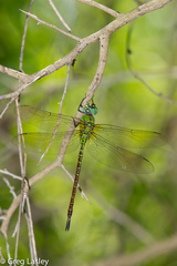Coryphaeschna adnexa