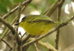 Todirostrum poliocephalum