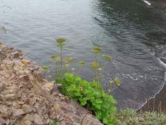 Ligusticum scothicum