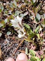 Gentiana newberryi tiogana