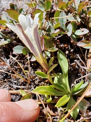 Gentiana newberryi tiogana