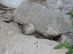 Columbina inca