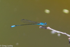Acanthagrion quadratum