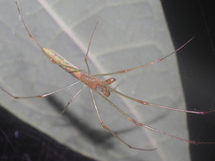 Tetragnatha hasselti