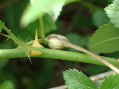 Neolasioptera convolvuli