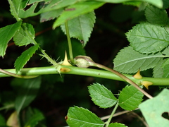 Neolasioptera convolvuli