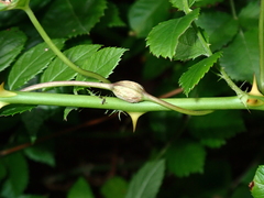 Neolasioptera convolvuli