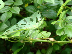 Neolasioptera convolvuli