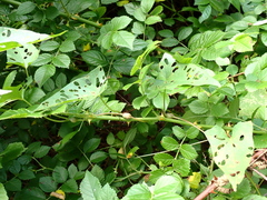 Neolasioptera convolvuli