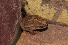Rhinella mirandaribeiroi