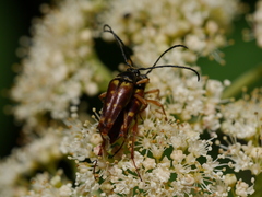 Typocerus