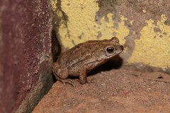 Rhinella mirandaribeiroi