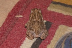 Rhinella mirandaribeiroi