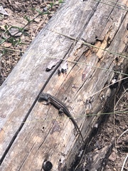 Sceloporus slevini