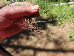 Festuca occidentalis