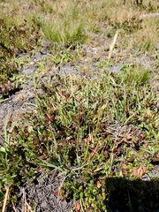 Danthonia intermedia