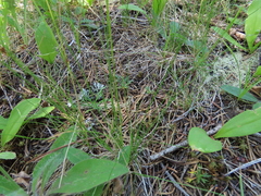 Festuca occidentalis