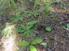 Festuca occidentalis