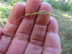 Festuca occidentalis