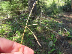 Festuca occidentalis