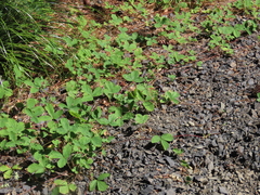Fragaria cascadensis