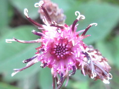 Saussurea diamantiaca