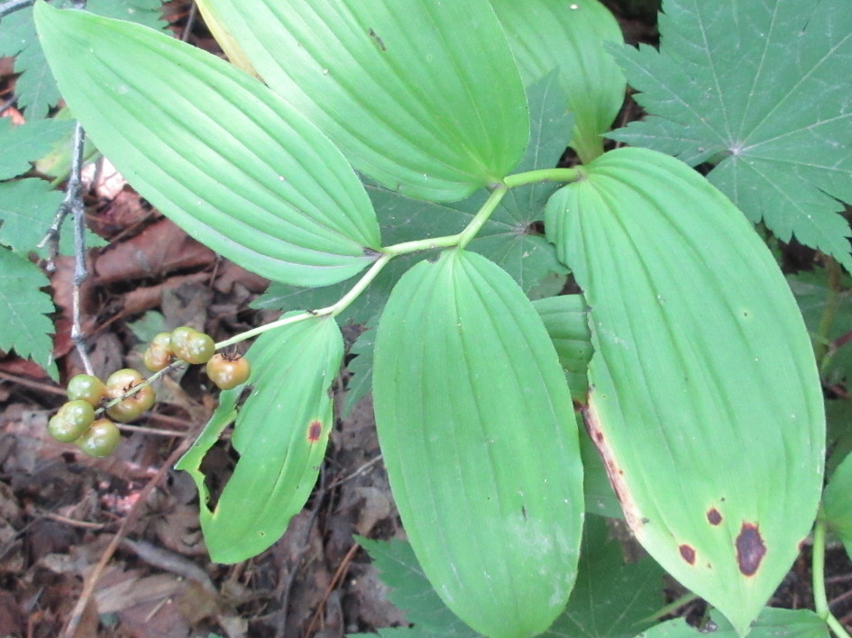 Maianthemum bicolor