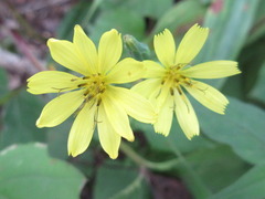 Lactuca triangulata