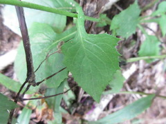Lactuca triangulata