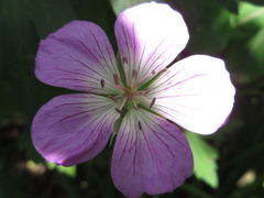 Geranium koreanum