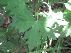 Geranium koreanum