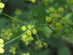 Bupleurum longeradiatum