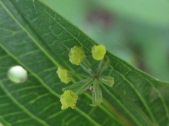 Bupleurum longeradiatum