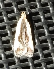 Dichomeris inserrata
