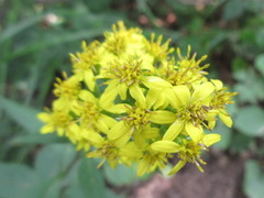Solidago virgaurea asiatica