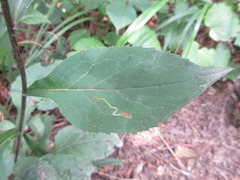 Solidago virgaurea asiatica