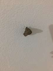 Lepidoptera