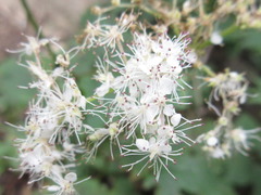 Filipendula glaberrima