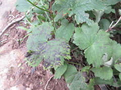 Filipendula glaberrima