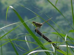 Prinia striata