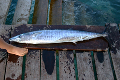 Acanthocybium solandri