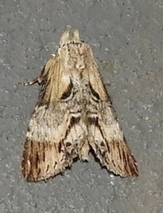 Dasylophia thyatiroides